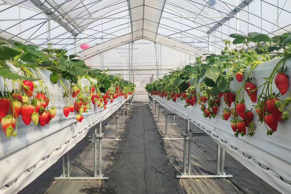 溫室大棚中幾種常見的草莓栽培模式及其優勢